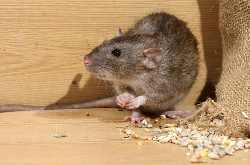 A brown rat eating grains in a wooden storage area.