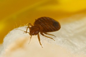 Close-up of a bed bug on a fabric surface.
