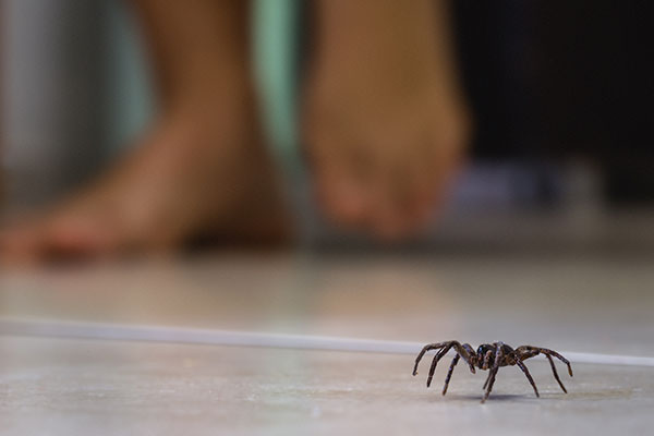 A spider on a floor with a person's feet in the background.