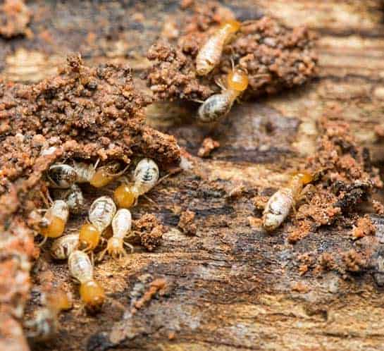 Termites working on decomposing wood.