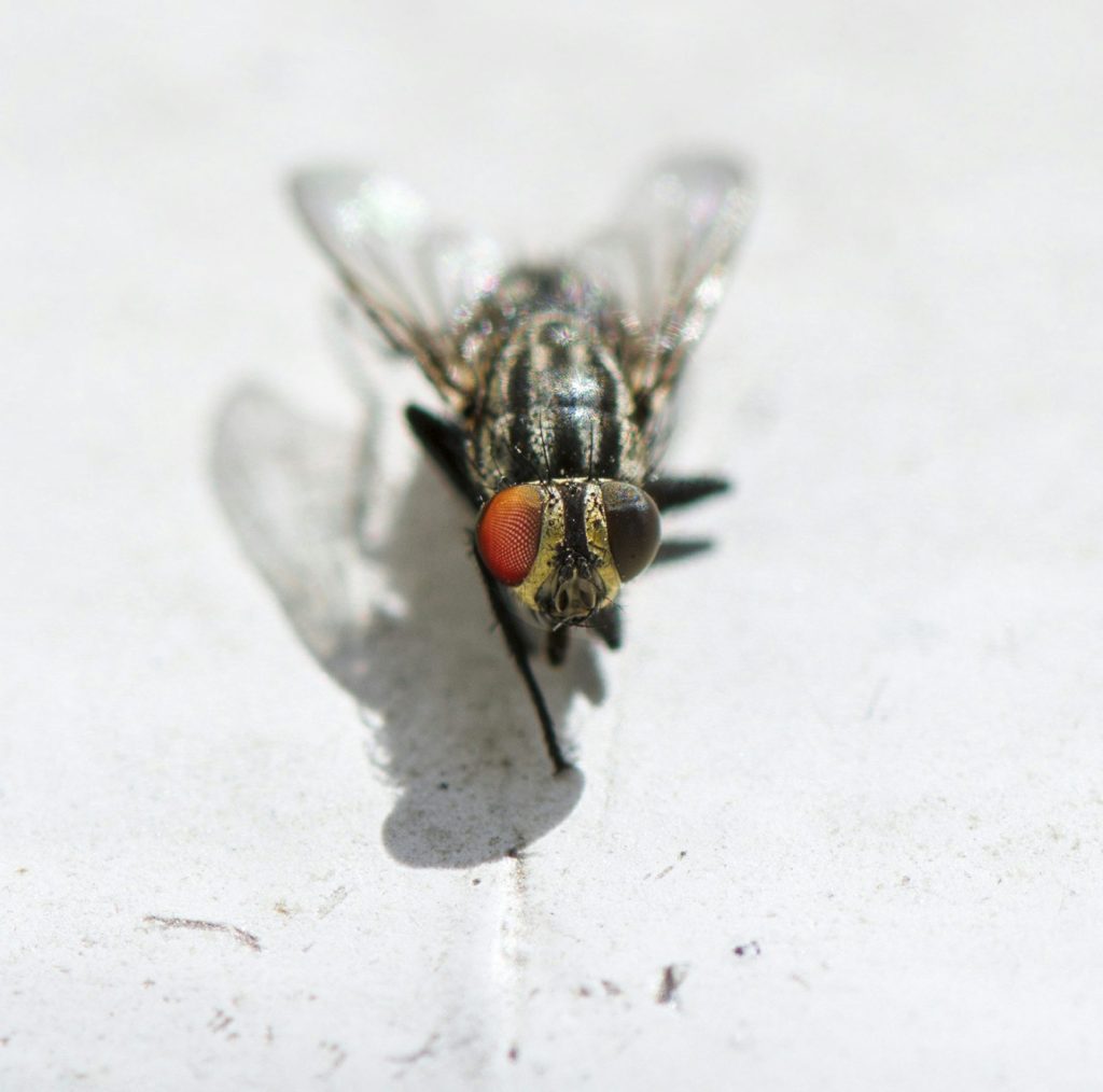 Close-up of a housefly on a white surface, showcasing its compound eyes and wings.